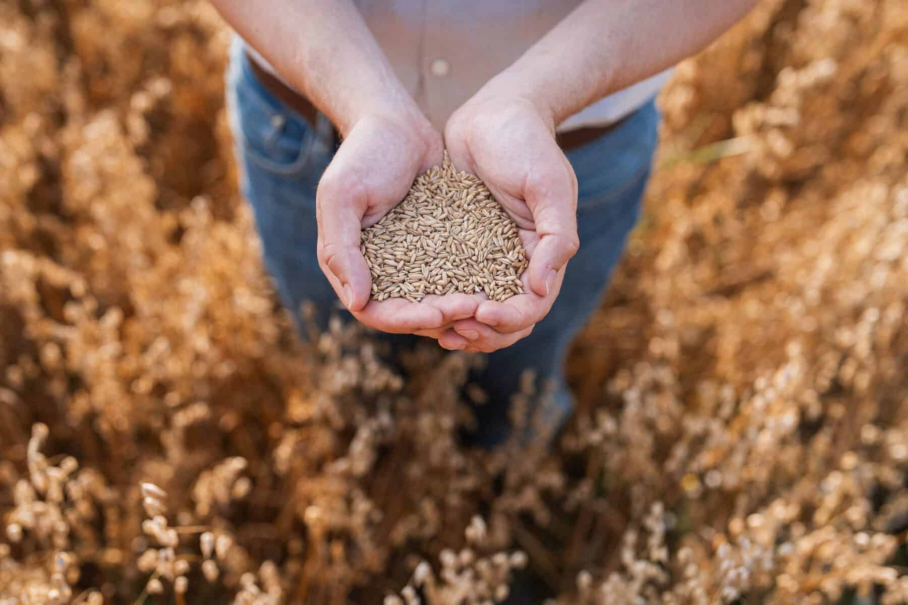 Power Raisio Raisio Secures EUR 4.5 Million to Develop Functional Fibre Ingredients ...
