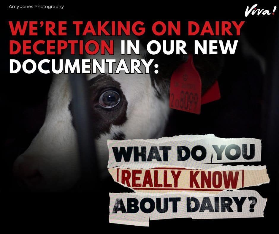 Viva! Crowdfunds UK’s First Dairy Documentary to Counter Industry Messaging