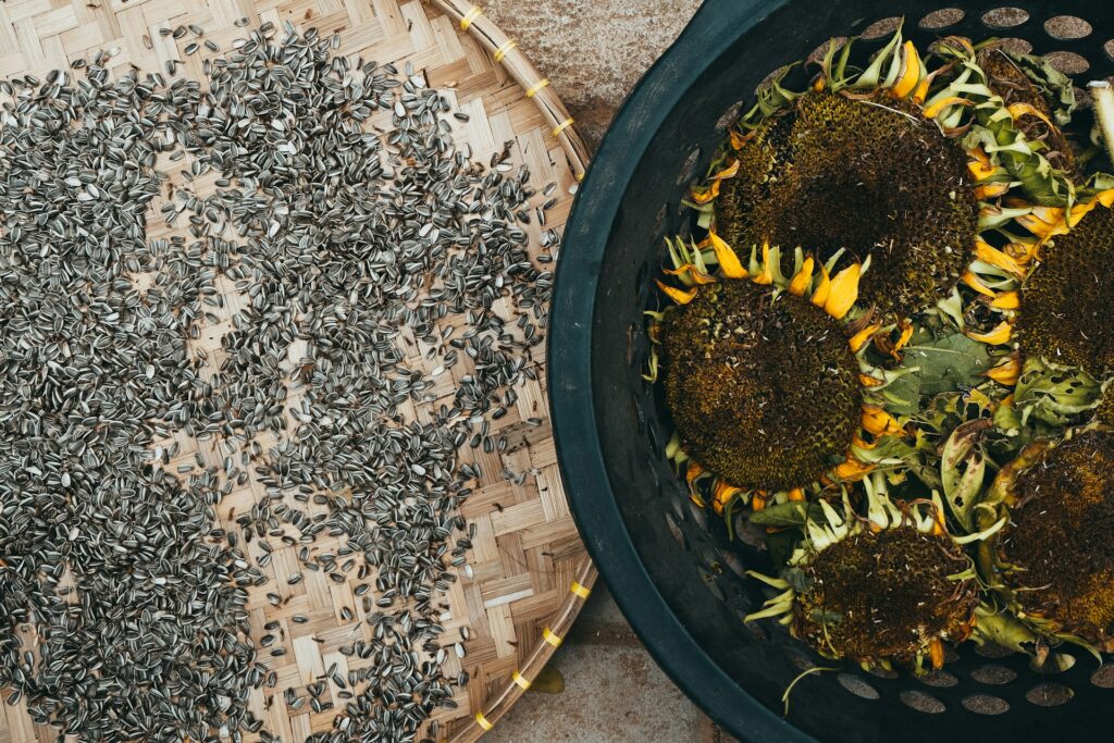 Louis Dreyfus Company Plans One of the World’s Largest Sunflower Crushing Plants at Argentina Port Site
