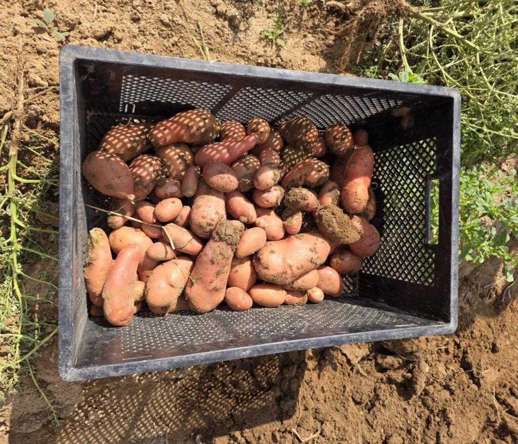 Finally Foods Completes Final Field Trial, Confirms Full Casein Expression in Potatoes