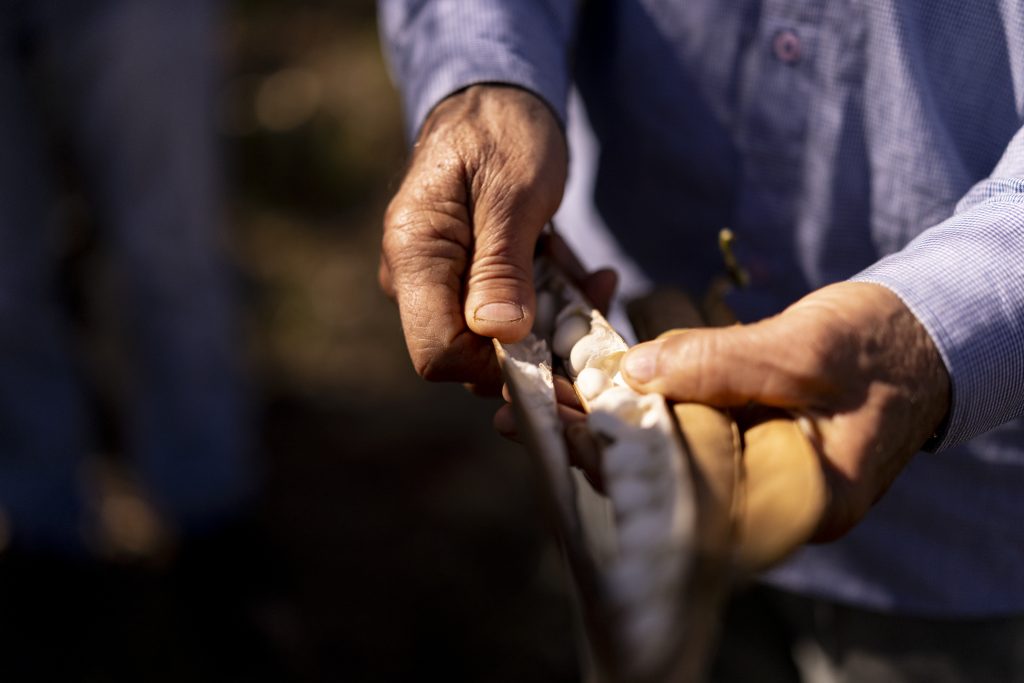 ProVeg Brazil Tests Income Case for Replacing Cattle With Agroforestry