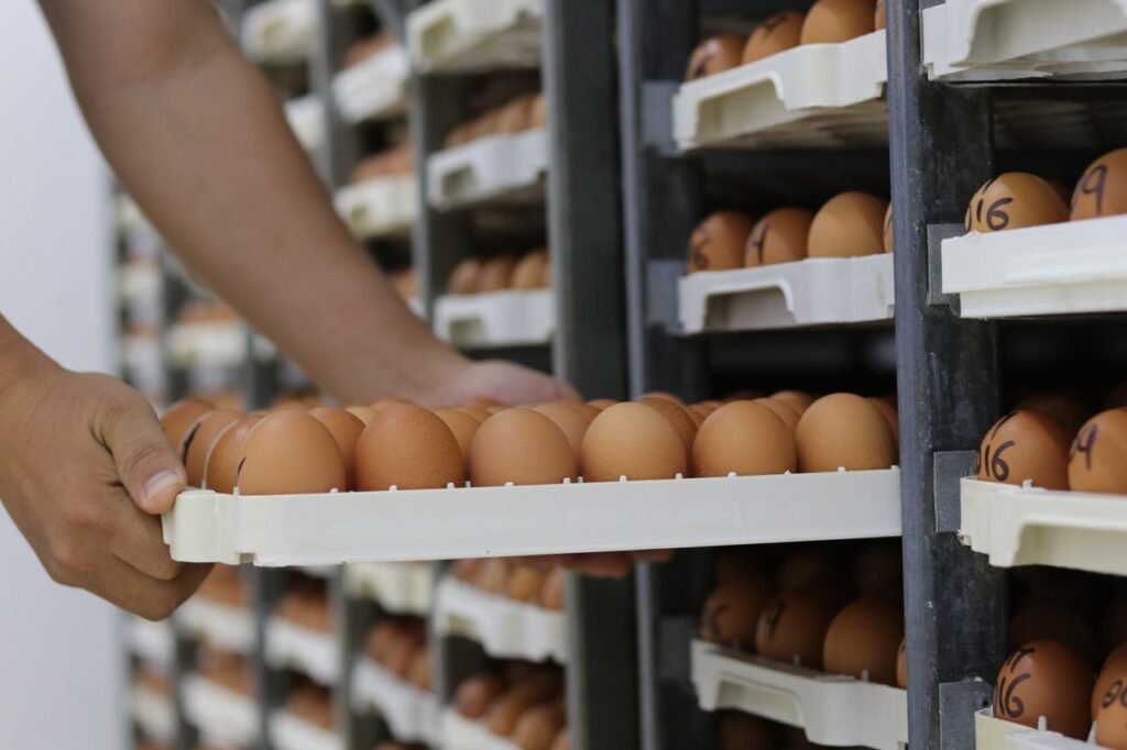 Canada’s Biggest Food Companies Still Missing Cage-Free Targets a Decade After Pledges, Report Finds
