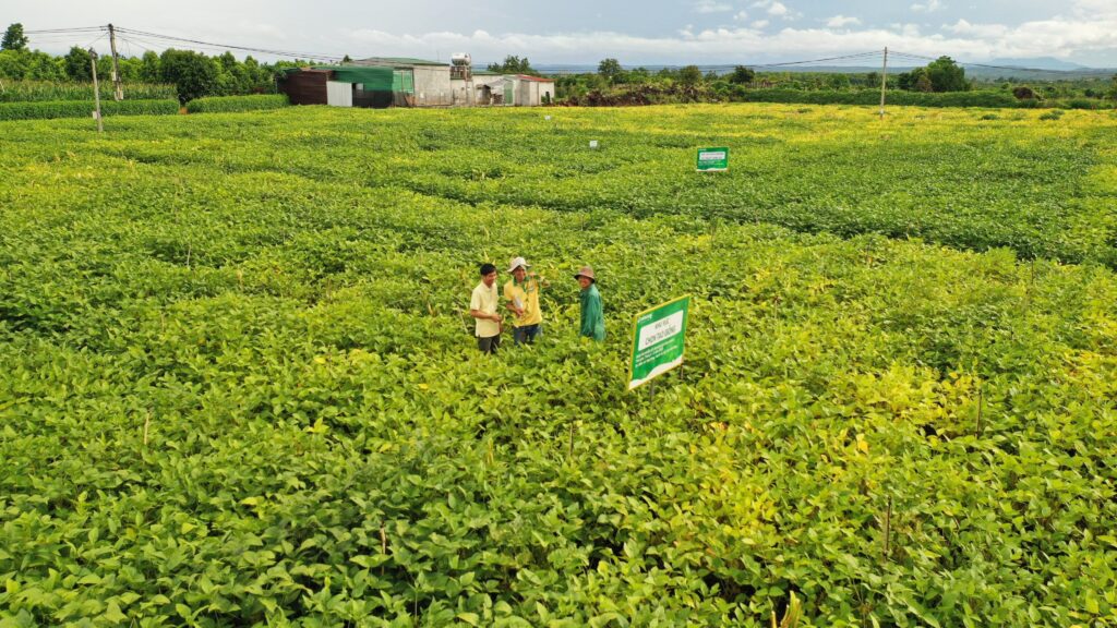 Vietnamese Soy Milk Maker Vinasoy Reports Triple-Digit Export Growth