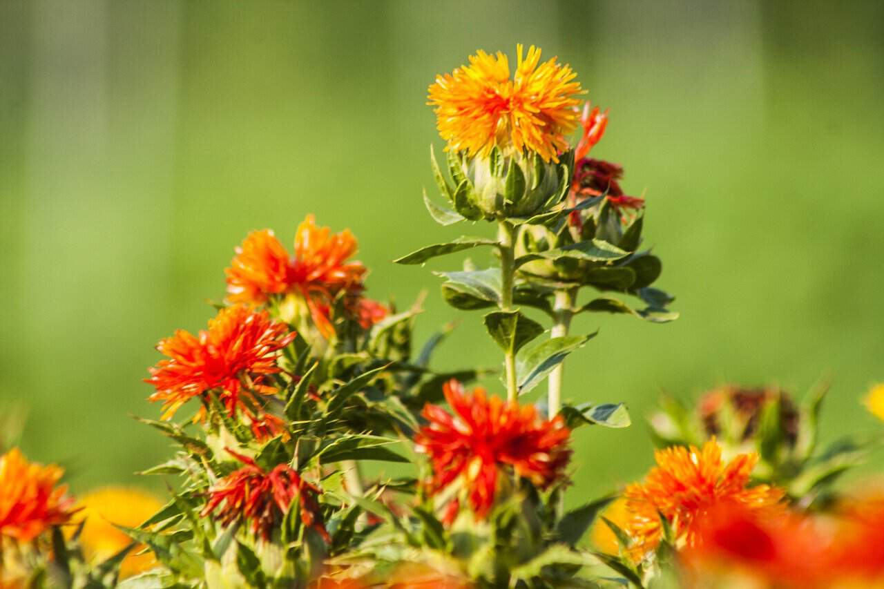 safflower stock