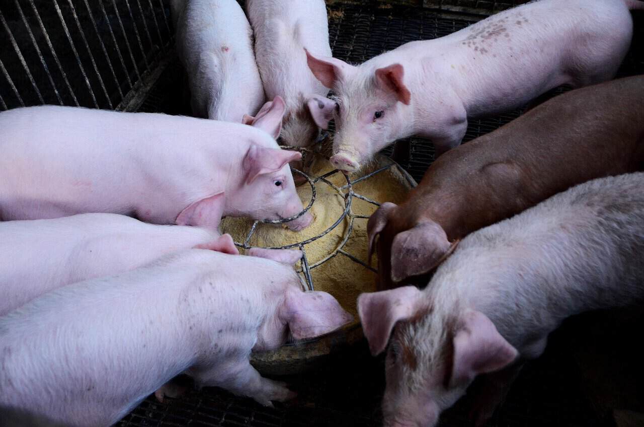 New Report Says US Food System Faces Growing Risks From Gene-Edited Farm Animals - vegconomist - the vegan business magazine