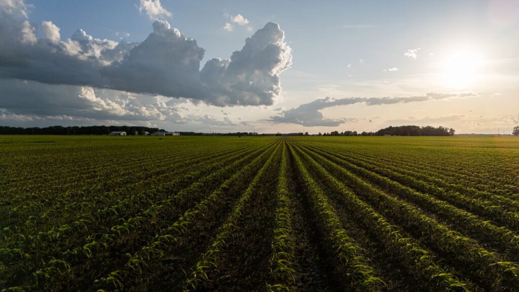 stock field