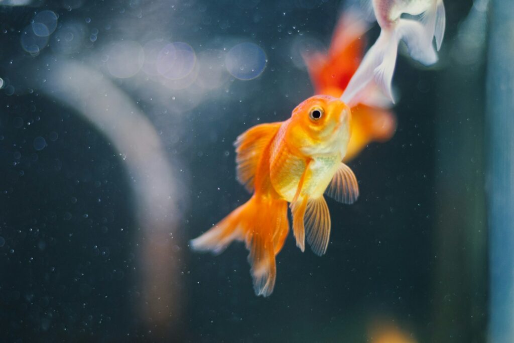 PETA lleva la decisión sobre los peces dorados argentinos a un cartel publicitario en Times Square – vegconomist