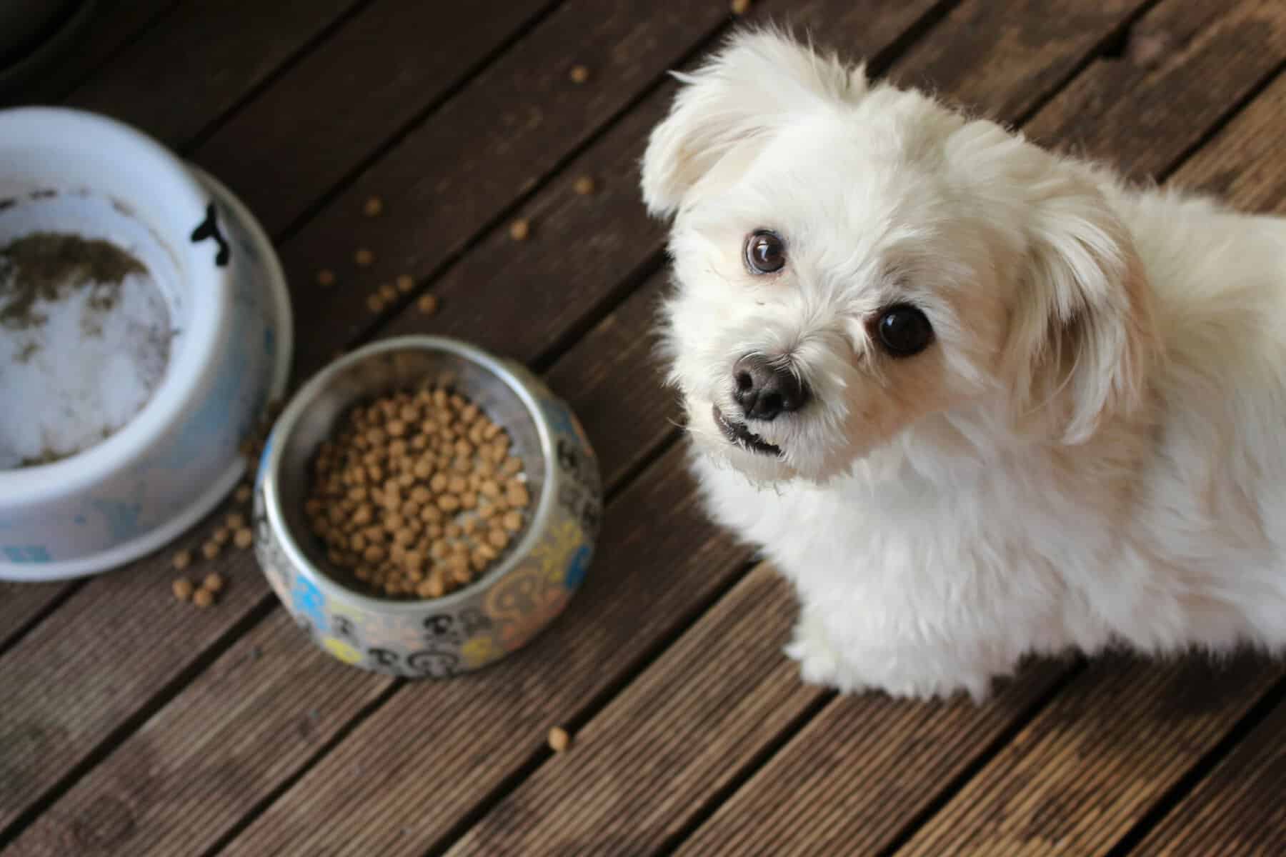 Pet Food: Latest News 2026 - vegconomist: the vegan business magazine