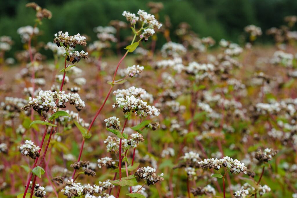 stock buckwheat